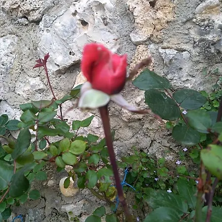 Alojamento de Acomodação e Pequeno-almoço Palazzo Moraschi 3*